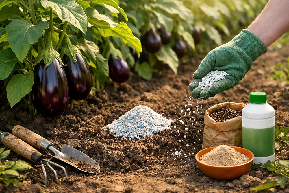 concimazione delle melanzane