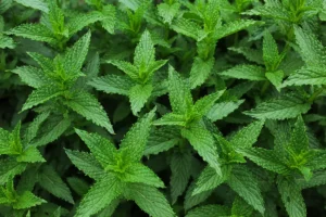 menta