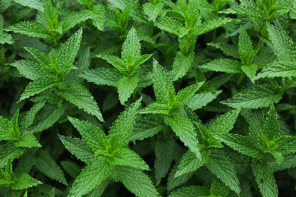 menta